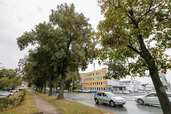 Neubau B 175 bei Glauchau: Baumfällungen an der Auestraße - An der Auestraße fallen ab Montag viele Bäume.