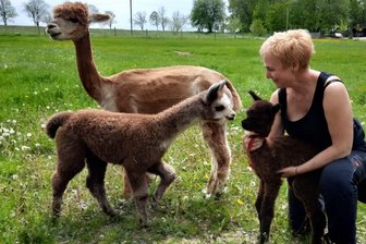 Neue Alpaka-Minis bevölkern Gahlenzer Miriquidi-Farm - 