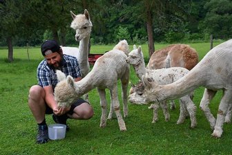 Neue Attraktion: Alpakas im Chemnitztal - Marco Schönherr füttert seine Alpakas auf einer Wiese im Tauraer Ortsteil Köthensdorf. Nebenan verläuft der Chemnitztalradweg. Die Tiere fressen nur Gras oder Heu. Deshalb bittet Schönherr, das Füttern zu unterlassen.