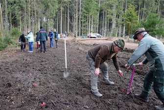 Neue Bergahorne für den Reichenbacher Stadtwald sind im Boden - Revierförster Joachim Gorski (vorn rechts) und Jäger Manfred Barschdorf beim Pflanzen von Bäumen im Stadtwald.