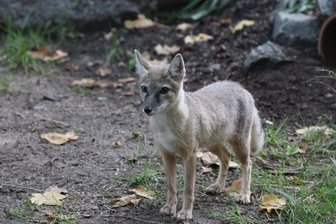 Neue Bewohner im Chemnitzer Tierpark - Fähe - der neue Steppenfuchs im Chemnitzer Tierpark.
