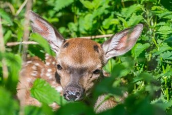 Neue Bewohner im Natur- und Wildpark -