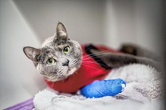 Neue Gebührenordnung: Was kostet ab jetzt der Tierarzt? - Arme Mieze? Armer Tierbesitzer! Ab 22. November kostet das Verbandanlegen 34,50 Euro - 347 Prozent mehr als bisher. 