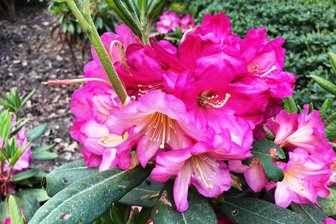 Neue Hoheiten für Bad Elster: Pflanzen-Taufe zum Rhododendronfest - Prachtexemplar: So sieht „König Albert“ aufgeblüht aus. Die Nachzüchtung wird zum Rhododendronfest am Samstag getauft.