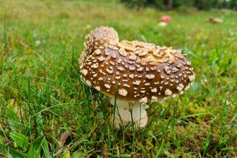 Neue Pilzarten in Sachsen sorgen für gefährliche Verwechslungen - Der Braune Fliegenpilz breitet sich in Sachsen aus. Er ist wenig bekannt, weil er bislang selten war.