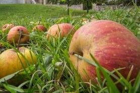 Neue Streuobstwiese in Hilbersdorf geplant -