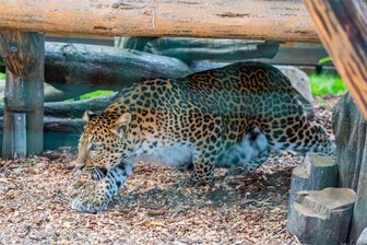 Neuer Bewohner in Tierpark im Erzgebirge: Zoo der Minis in Aue freut sich über Ankunft von Leopard Julius - Der 14-jährige Julius ist der neue Leopard im Auer Zoo der Minis. Er kam vor einer Woche aus dem Erlebniszoo in Hannover. Noch huscht er recht scheu durch sein neues Gehege.