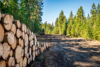 Neuer Freizeitspaß im Erzgebirge: Auf Carlsfelder Hirschkopf entsteht Aktivzentrum - Für die neue Zufahrtsstraße zum Hirschkopf in Carlsfeld wurde eine Schneise in den Wald geschlagen.