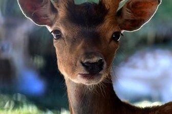 Neuer Platzhirsch auch in Hainichen - Das ist der neue Platzhirsch im Damwild-Gehege im Stadtpark in Hainichen.