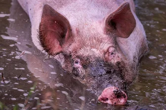 Neuer Report zeigt: Tiere leiden heute in allen Haltungsformen - 