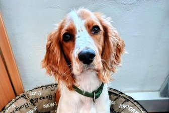 Neuer Schulhund im Erzgebirge: Wie Mogli künftig den Schulalltag unterstützen soll - Mogli ist der neue Schulhund an der Oberschule Bergstadt Schneeberg.