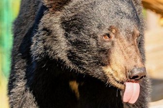 Neuer Tierpark-Zugang: Baubeginn im Juni - Björn oder Martin? Einer der beiden Schwarzbären im Tiergarten.