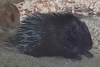 Neuer Turm und kleine Schweine - Das kleine Stachelschwein hat den ersten Monat überlebt und damit die schwierigste Zeit überstanden.