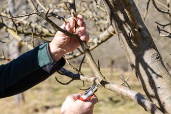 Neuer VHS-Kurs in Mittweida: Wie man alte Obstbäume richtig pflegt - Der Kurs vermittelt die Grundlagen des fachgerechten Schnittes von Altobstbäumen.