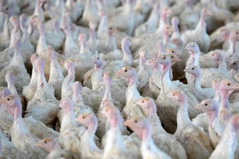 Neuer Vogelgrippe-Fall im Vogtland -