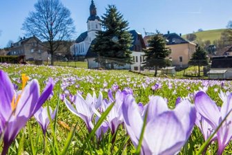 Neuer Wanderweg führt Besucher zu den schönsten Krokuswiesen in Drebach - Die Krokusblüte in Drebach in einem der Vorjahre. Bisher dämpft die Gemeinde die Erwartungen. Stand Donnerstag waren abhängig vom Standort rund 60 Prozent der Krokusse aufgeblüht. 