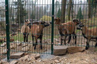 Neuer Zaun für die Köbe: Gitterstabmatten statt Holz -