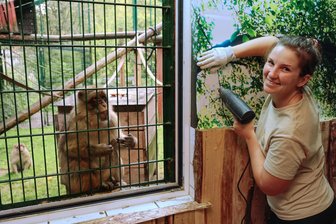 Neues aus dem Tierpark Waschleithe: Flinker Nachwuchs bei Zwergziegen und Weißbüschelaffen - Tierpflegerin Nadine Zimmermann wird von Berberaffe Christian beim Kleben der Tapete genau beobachtet.