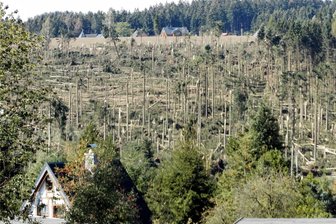 Neues Buch enthüllt: So gefährlich war Sturm „Fabienne“ im Erzgebirge - Der Blick zum vernichteten Brünloser Gemeindewald aus Richtung Thalheim.