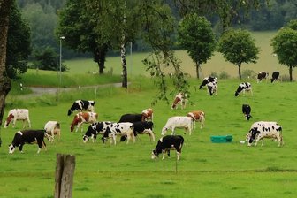 Neues Freihandelsabkommen mit Südamerika: Warum vogtländische Landwirte das kritisch sehen - So, wie hier in Trieb stellt sich der Verbraucher Rinderhaltung in Argentinien vor. Die Realität sieht aber anders aus.