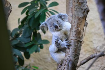 Neues Koala-Männchen aus NRW zieht in Dresdner Zoo ein - Das fast vierjährige Koala-Männchen Kamaroo kam aus dem Zoo in Duisburg nach Dresden.