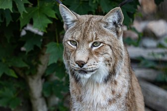 Neues Luchsland in vogtländischem Tierpark geplant: Das hat es mit dem Großprojekt für Großkatzen auf sich - Die Luchse im Tiergarten Falkenstein bekommen ein neues Gehege.