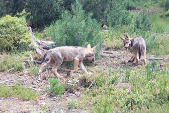 Neues Rudel im Erzgebirge: Marienberger Wolfspaar hat erstmals Nachwuchs - Eine Wildkamera hat zwei Welpen des Marienberger Wolfspaares abgelichtet.