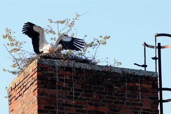 Neues Storchenpaar im Vogtland: Hat es mit Nachwuchs geklappt? - Das Storchenpaar von Neuensalz hat sein Nest verlassen.