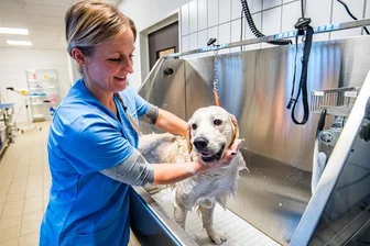 Neues tierisches Angebot im Erzgebirge: Waschen, Schneiden, Föhnen für den Hund - In Aue hat ein Salon eröffnet, in dem unter anderem Hunde gepflegt werden. Das Programm für den Golden Retriever startete Nicole Stephani mit der Fellpflege.