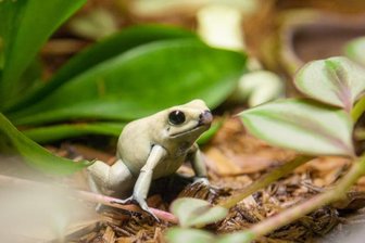 Neues Tierpark-Konzept setzt auf Frösche und Artenschutz - Dieser "Schreckliche Pfeilgiftfrosch" aus Kolumbien gehört zu den stark gefährdeten Arten, die im Vivarium des Tierparks Chemnitz zu sehen sind. Das neue Tierpark-Konzept schreibt dem Amphibienhaus weiterhin eine wichtige Rolle zu - als Alleinstellungsmarkmal der Einrichtung.