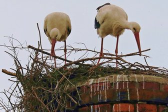 Neues Zuhause für Störche auf Schornstein in Ruppertsgrün -