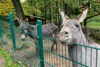 Neugeborene Lämmer und neue Zäune für die Esel in der Peniger Köbe - 