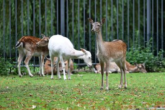 Neugierige Blicke am Schwanenteich in Mittweida: Nachwuchs im Wildgehege - Das Damwild am Schwanenteich beim Grasen. Muttertier und Nachwuchs verstecken sich noch.