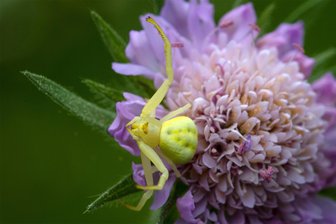 Neukirchen/Pleiße: Artenforschercamp nimmt Spinnen unter die Lupe - Die Veränderliche Krabbenspinne kann ein echter Hingucker sein.