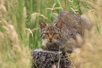 Neukirchen/Pleiße: Ausstellung und Vortrag über die Wildkatze in der Gräfenmühle - Pirscht auch wieder durch den Werdauer Wald: Die europäische Wildkatze.