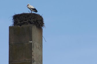 Neukirchen/Pleiße: Erster Storch ist im Dorf angekommen - Der Storch ist zurück in Neukirchen an der Hauptstraße.