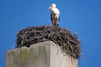 Neukirchener Storch bezieht seinen Horst - Das Nest auf der Esse der ehemaligen Fabrik nahe dem Kindergarten „Bosenhof“ in Neukirchen ist wieder besetzt.