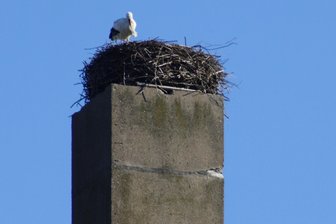 Neukirchener Storch ist wieder da: Wann kommt das Weibchen? - Der Storchen-Mann ist bereits im Horst an der Hauptstraße in Neukirchen eingetroffen.