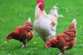 Neundorf: 40 Hennen gestohlen - 