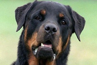 Neunjähriges Mädchen von Rottweiler angegriffen -