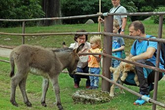 Neuzugänge mit zwei und vier Beinen - Die kleine Eselstute scheint Kinder zu mögen. Ohne Scheu kommt sie an den Zaun, das begeistert auch diese Familie, die zu Besuch in der alten Heimat ist. 