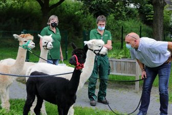 Neuzugang bei den Alpakas - 