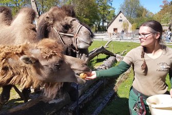 Neuzugang im Tiergarten Falkenstein: Herde mit Wilma jetzt wieder komplett - Zu Brötchen von Catherina Heckel sagen Wilma (vorne) und die anderen nicht nein.