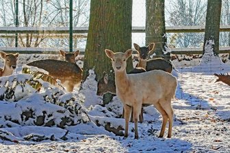 Neuzugang im Tiergehege der Pleißestadt -