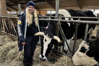Cornelia Böttger mit einigen ihrer 63 gehörnten Schützlinge im Stall des Vereins Muhrielle. Auf dem Areal des ehemaligen Versuchsgutes der Universität Leipzig im Glashütter Ortsteil Börnchen werden Kühe, Rinder und Kälber versorgt, die aus einer mit dem Tierschutz nicht vereinbaren Situation befreit wurden.