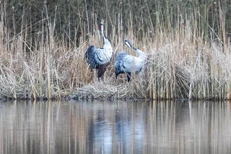 Nicht nur Naturschützer freuen sich über diese Nachricht: Kraniche werden im Vogtland heimisch - Schon seit einigen Jahren sind Kraniche im Vogtland zu beobachten - etwa im Plauener Umland.