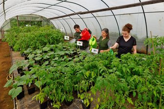 Nicht nur Tomatenpflanzen warten auf dem Waldenburger Lebenshof auf neue Besitzer - Im Gewächshaus des Lebenshofes werden nicht nur zahlreiche Tomatenpflanzen gegossen.
