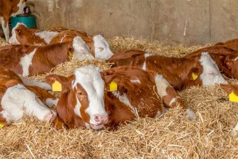 Niederalbertsdorfer Landwirte laden zum Hoffest ein - Besucher können am Samstag in Niederalbertsdorf auch den Kuhstall besichtigen.