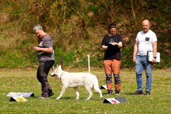 Niederlungwitz: Hundesportler wetteifern in einer besonderen Disziplin - Kampfrichter Uwe Wrusch bewertete auch Kerstin Schumann mit Hündin Enja vom Gottleubatal im Parcours.