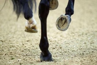 Niederwürschnitz: Kind bei Reitunfall verletzt -